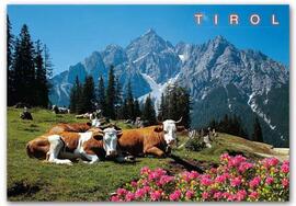 Postcard Cow and Mountains